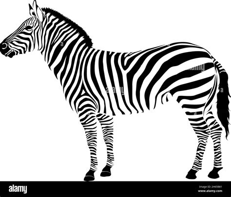 Zebra isolated on white background. Zebra Vector illustration. zebra ...