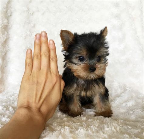 Teacup Yorkie puppies for adoption, | Yorkie puppies for adoption ...