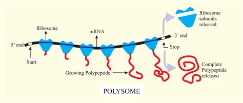 What is the function of a polysome?