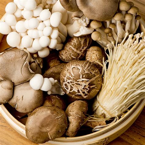 A Guide to the Most Common Types of Mushroom