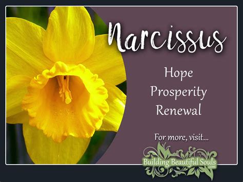 Narcissus Meaning & Symbolism | Flower Meanings