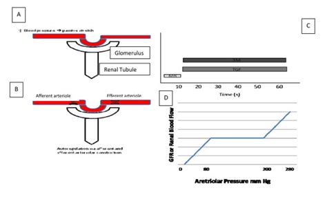 Renal vascular autoregulation involves three mechanisms: the myogenic... | Download Scientific ...