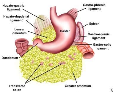 Anatomy Of Omentum - Anatomical Charts & Posters