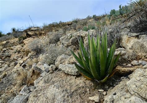 Agave, Yucca, Cacti and Desert Plants in a Mountain Valley Landscape in New Mexico Stock Photo ...