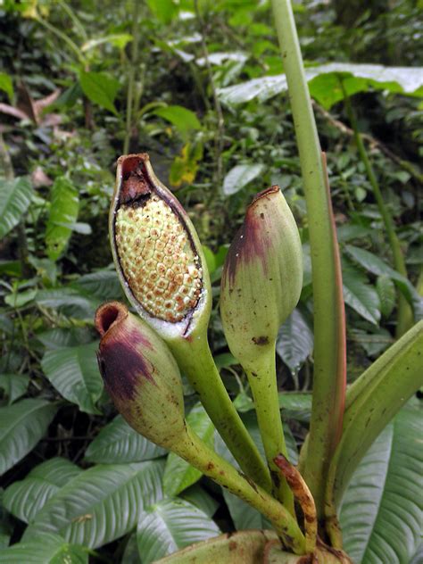 Xanthosoma sagittifolium (Araceae) image 68949 at PhytoImages.siu.edu