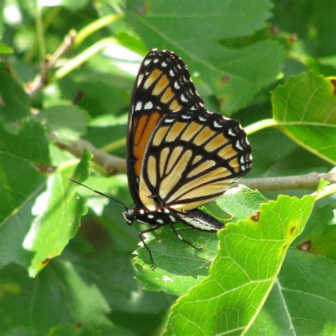 Viceroy Butterfly | The Viceroy is a mimic of the Monarch Bu… | Flickr