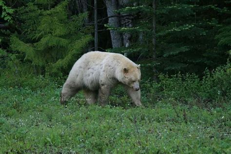 Kermode Bear | Kermode bear, Polar bear, Bear