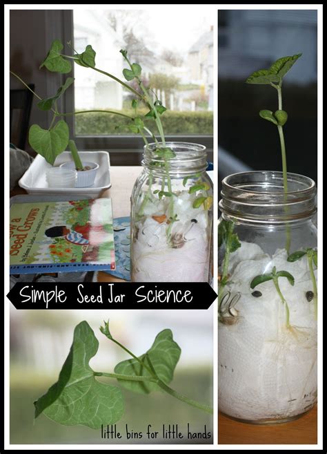 Seed Germination Experiment - Little Bins for Little Hands | Spring science experiments, Spring ...