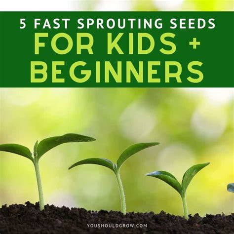 5 Fast Sprouting Seeds To Grow (For Kids + Beginners) - You Should Grow