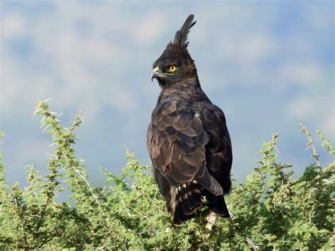 Birding in Queen Elizabeth national park Uganda | Uganda Safaris