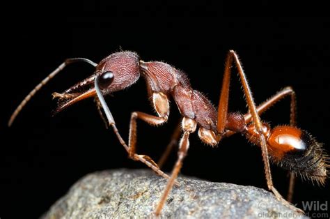 58 best Jack Jumper Ants images on Pinterest | Ant, Ants and Jumper