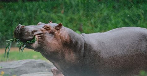 Hippopotamus Eating Grass · Free Stock Photo