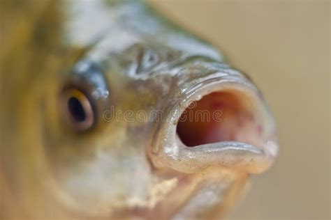 Close-up fish stock photo. Image of head, lips, bass - 20540660