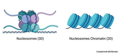 Nucleosome: Definition, Structure, and Function