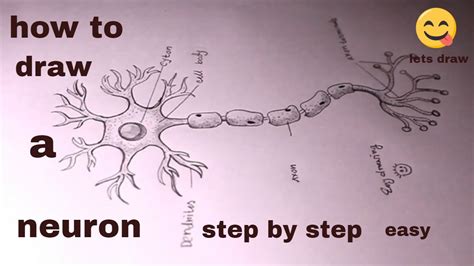 How TO Draw a neuron/draw neuron diagram/neuron drawing - YouTube