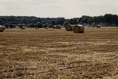 Harvest - bales of straw Free Photo Download | FreeImages