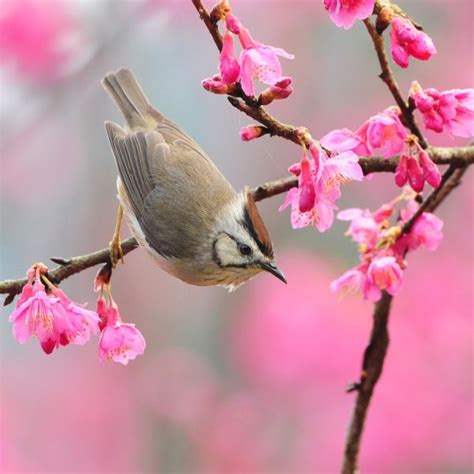 Cánh Én Mùa Xuân – HUYNH ĐOÀN GIÁO DÂN ĐA MINH