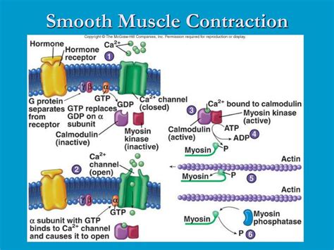 PPT - Smooth Muscle PowerPoint Presentation, free download - ID:4225076