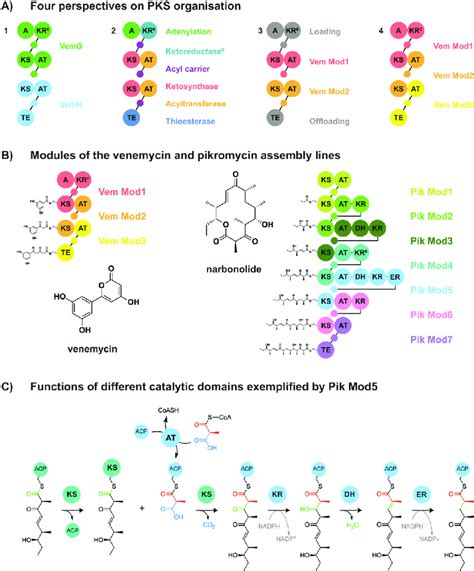 Traditional and updated assembly-line polyketide synthase module ...