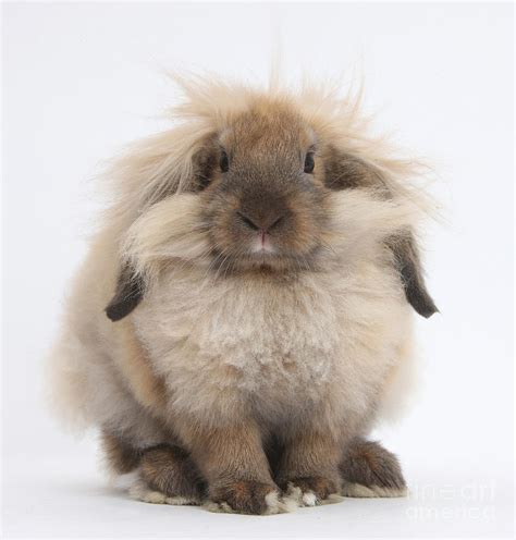 Lionhead-lop Rabbit Photograph by Mark Taylor - Pixels