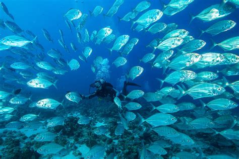 Scuba Diving in Palau | ZuBlu