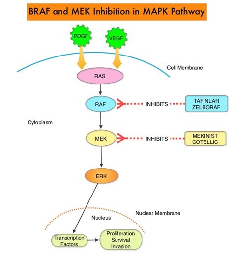 BRAF Inhibitors versus Immunotherapy in Patients with BRAF V600-Mutant Metastatic Melanoma ...