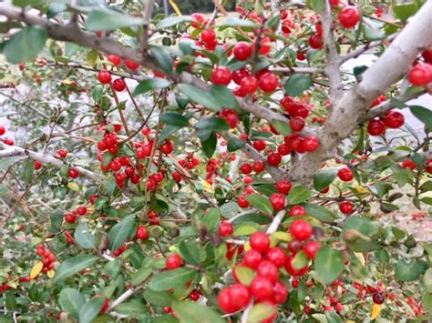 Not all Holly Plants Produce Berries for Christmas | Gardening in the ...