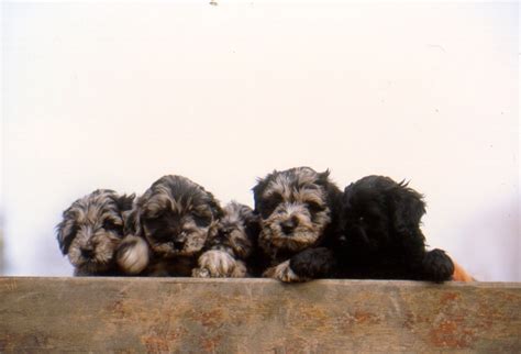 17 Best images about Bergamasco Shepherd on Pinterest | Sheep dogs, Rare dog breeds and Puppys