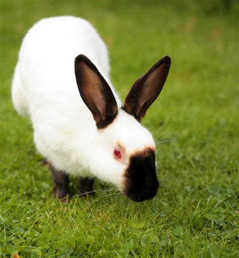 PETS: Himalayan Rabbit