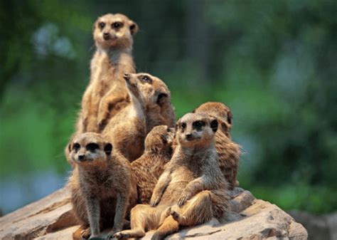 What is a Meerkat? - Answered - Twinkl Teaching Wiki