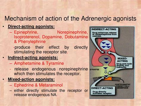 PPT - Adrenergic Agonists (Sympathomimetics) PowerPoint Presentation, free download - ID:7057118