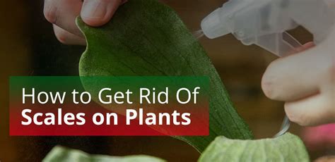 How To Kill Scale On Plants and Get Rid Of The Infestation - EmbraceGardening