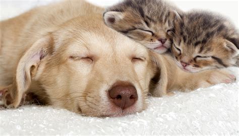 Download Animal Cat & Dog HD Wallpaper