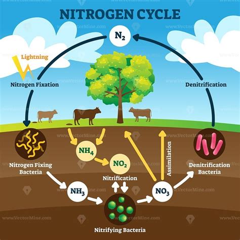 Nitrogen cycle vector illustration | Nitrogen cycle, Nitrogen fixation, Nutrient cycle