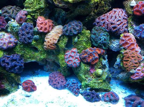 LPS Coral - 10 Easy to Care Corals for Beginners (Updated) - AquariumStoreDepot