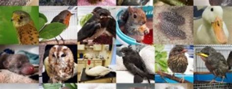 Vote for HART Wildlife Rescue to share in £300,000 from MyGivingCircle