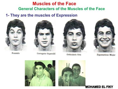 Anatomy of the face face | PPT