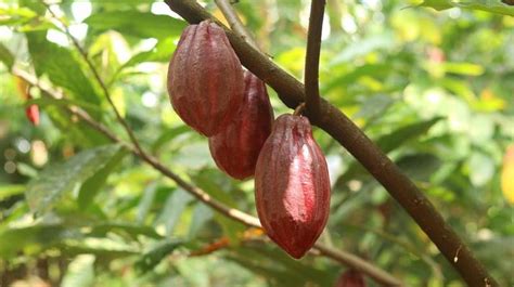 Cocoa Plantation Stock Photos, Images and Backgrounds for Free Download