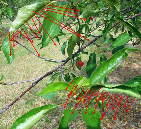 Cherry leaf spot: Get an early start on protection before the fungus ...