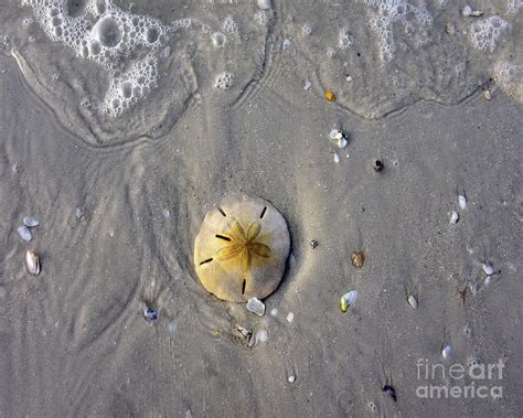 Sand Dollar on a Florida Beach Photograph by Catherine Sherman - Fine Art America