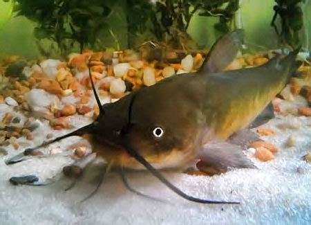 Baby Bullhead Catfish