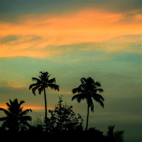 Palms Tree Sunset Sky iPad Pro Wallpapers Free Download