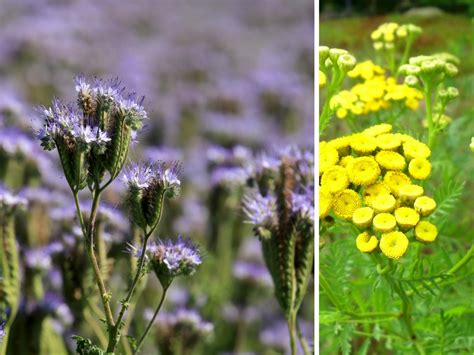 Blue Tansy Essential Oil: What You Have To Know About Tanacetum