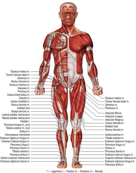 Muscles of human body lower extremity (Anterior view) [27]. | Download ...