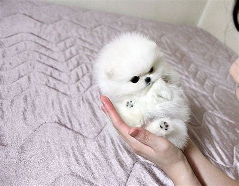 Pin on Pomeranians