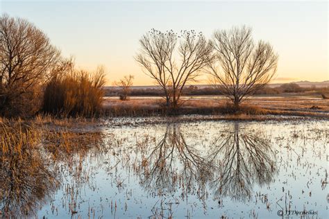 Bosque del Apache, Sunrise Reflection | JFDornellas Photography