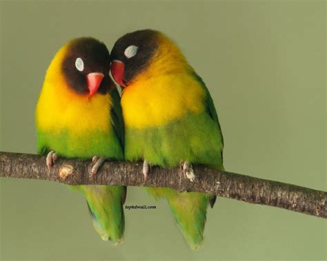 Love Birds HD Wallpaper - | Images And Wallpapers - all free to ...