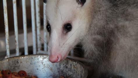 Opossum Eating Food Stock Footage Video 5912288 - Shutterstock