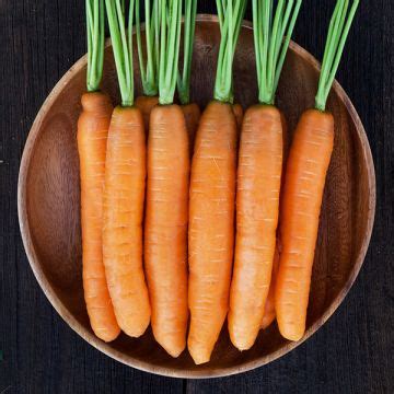 Pelleted Carrot Seed - Organic Non-GMO Seed from High Mowing Organic Seeds