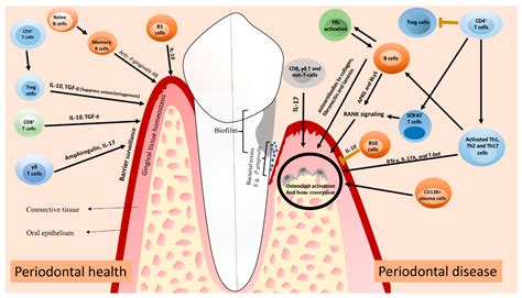 Tooth Resorption Part I Pathogenesis And Case Series Of